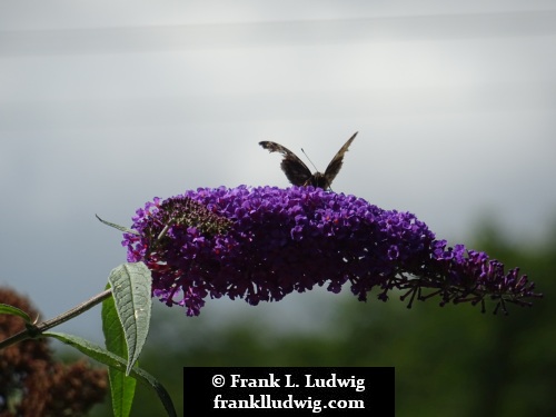 Rugged Butterfly
